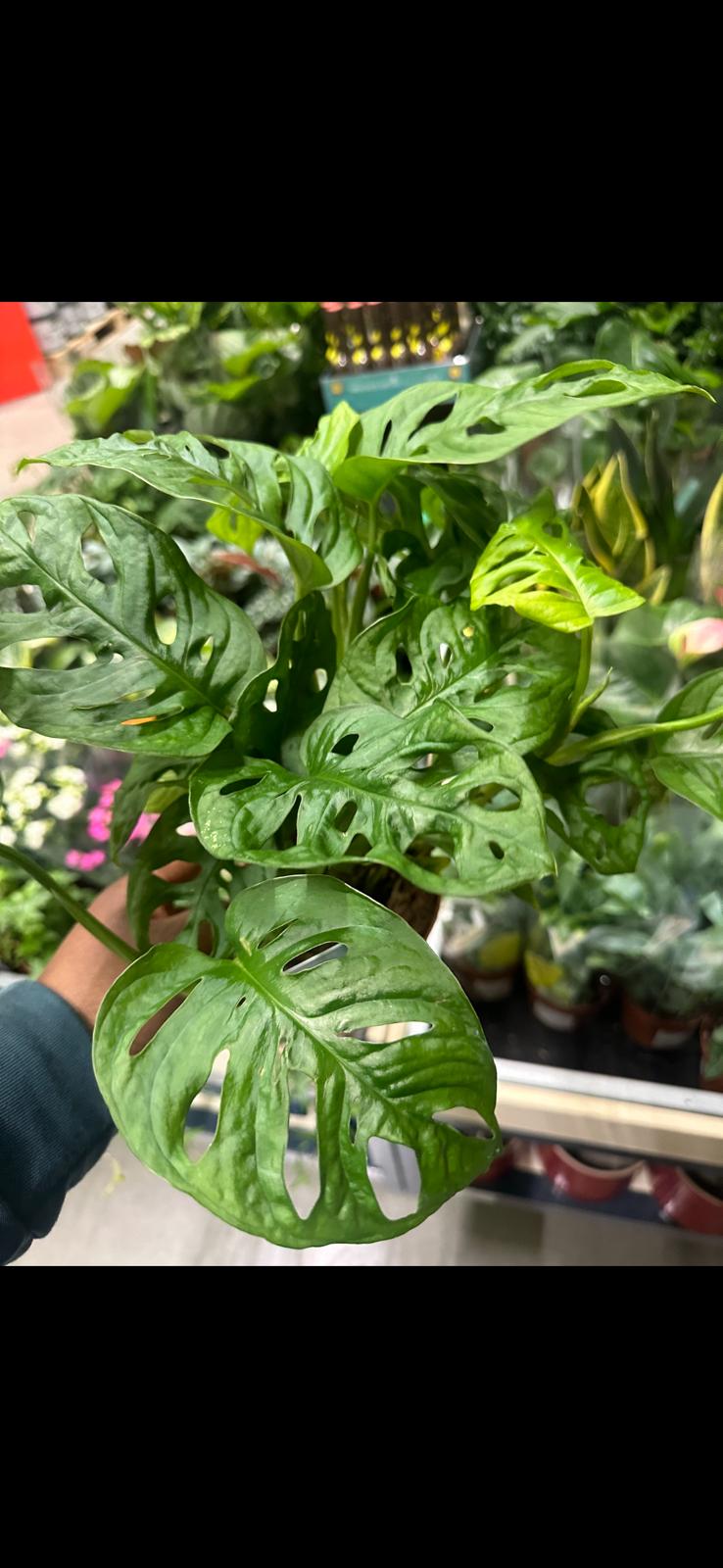 Large leaves with holes in them