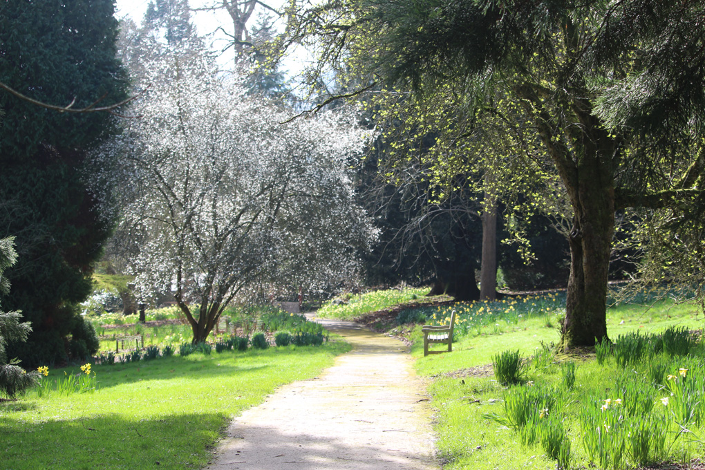 Early blossom and emerging leaves caught in a momentary splash of sunlight