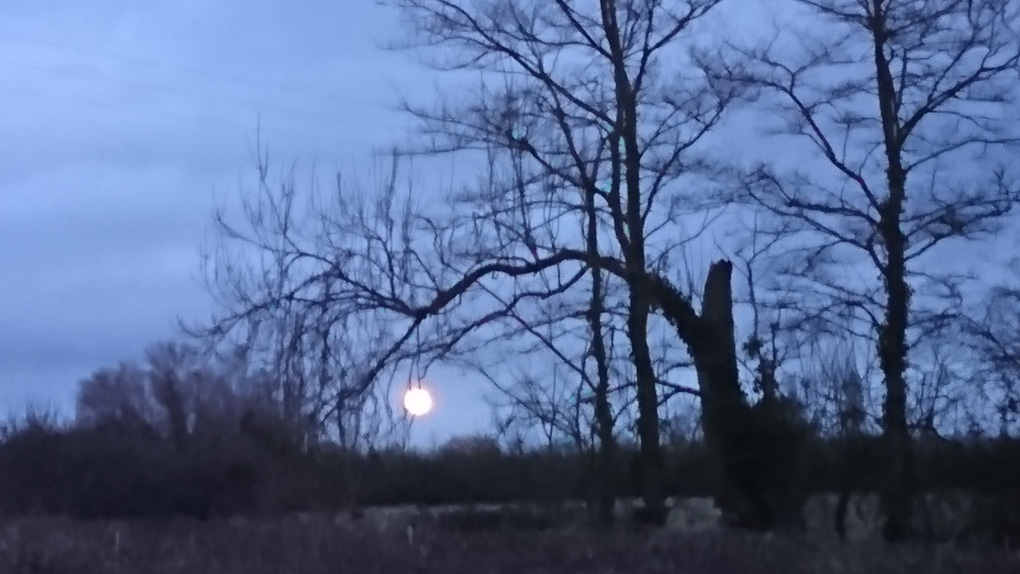 I tried to photograph a Blood Moon but the colour of the moon did not show. The sky is a dark blue and the trees look creepy, silhouetted against the sky with a really low moon peering through an overhanging branch touching the ground.