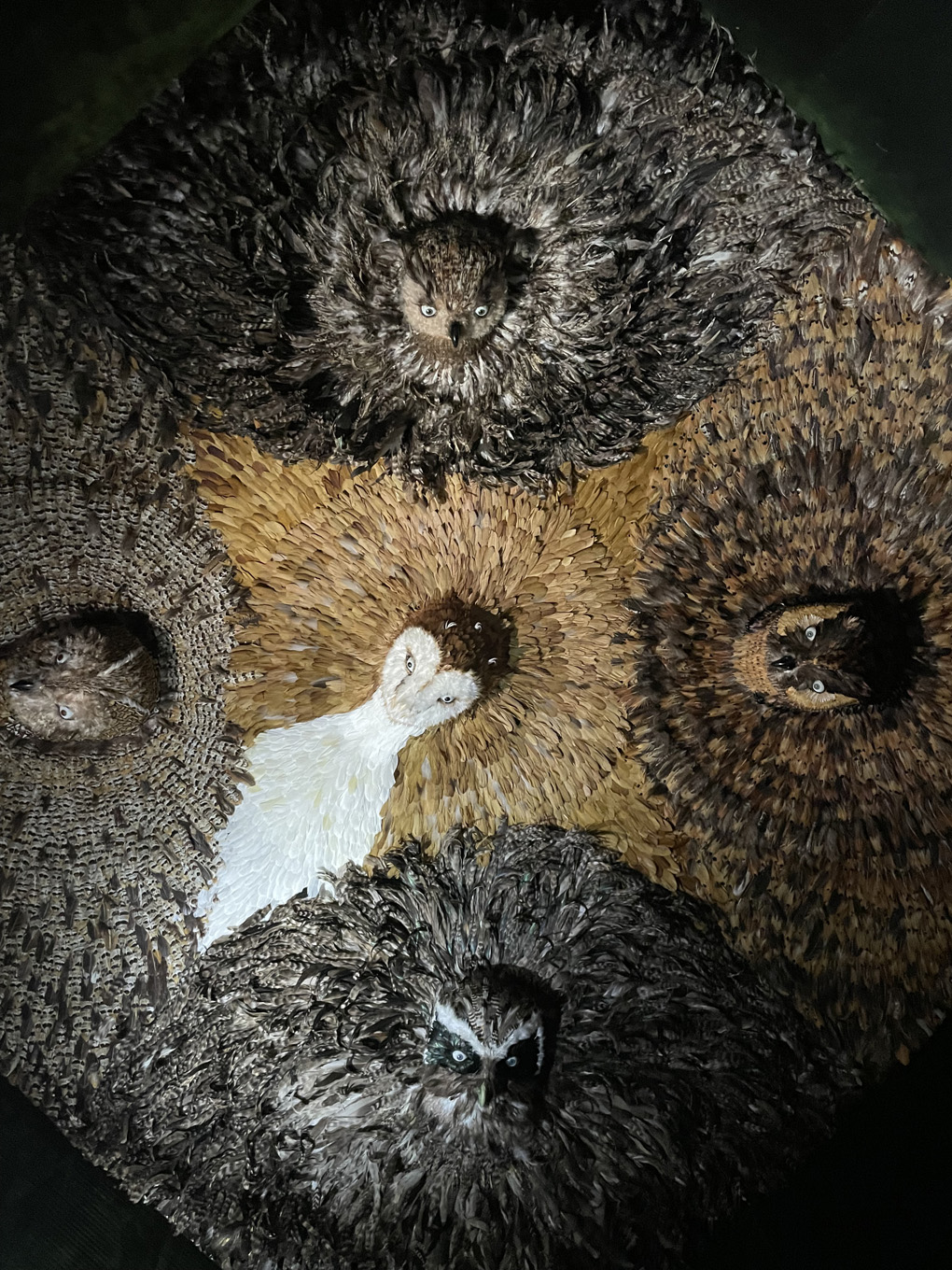 Ceiling adorned with stuffed owl heads