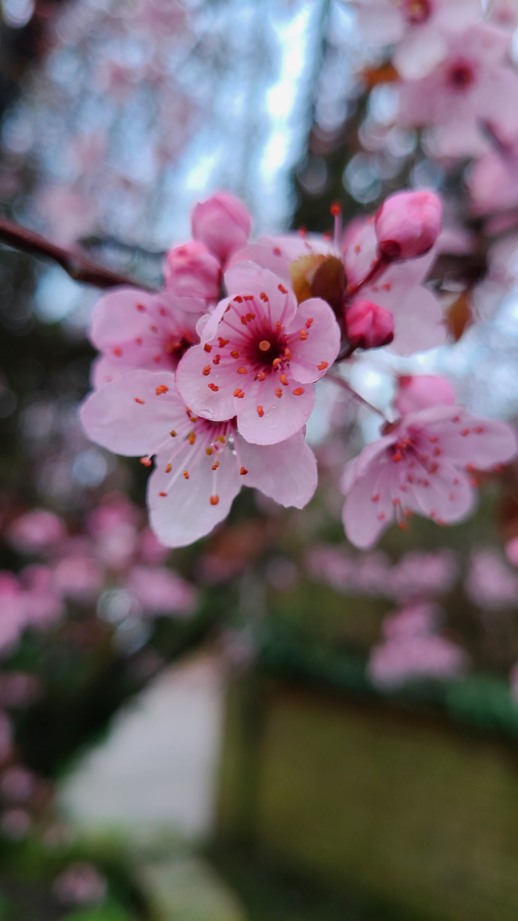 A close up of pink blossom