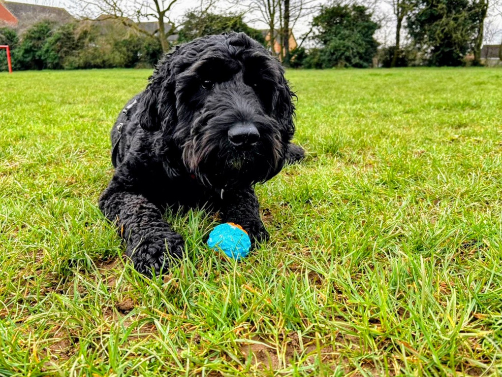 Ozzie out jet black dog lying on the floor with another dogs blue ball between his front feet.