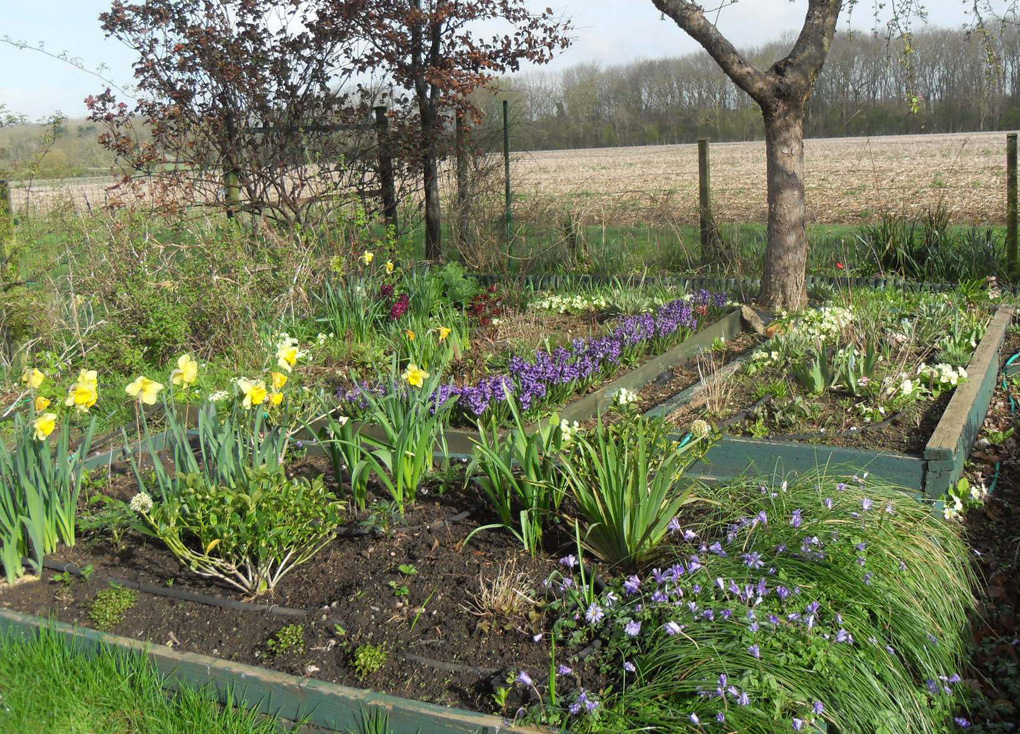 Spring flowers in a abandoned vegetable garden