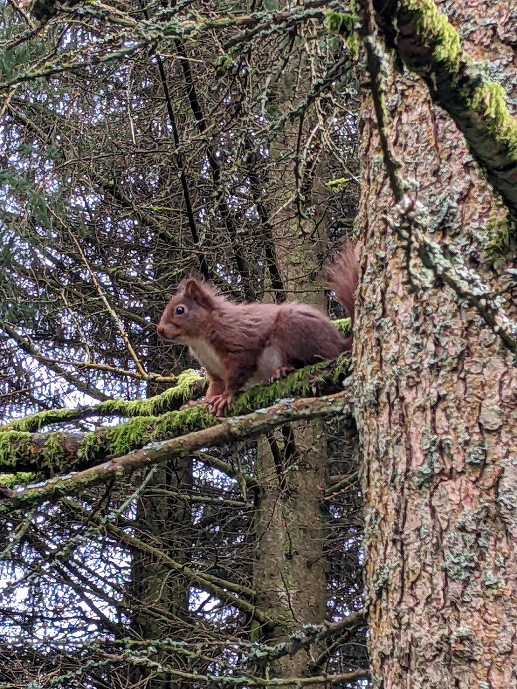 Red Squirrel