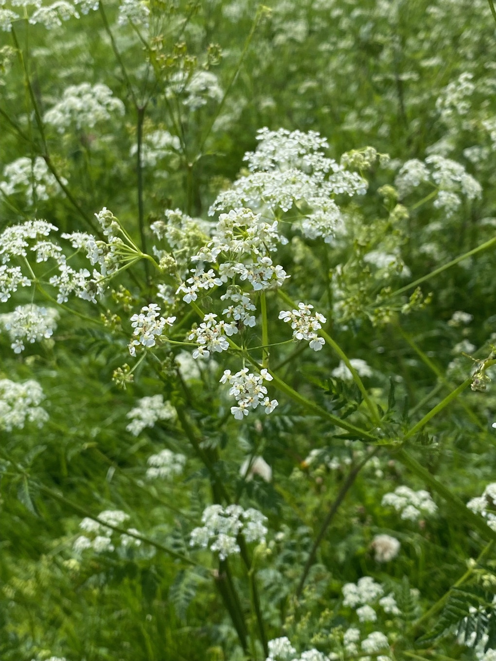 Close-up of small white wildflowers with grass in the background