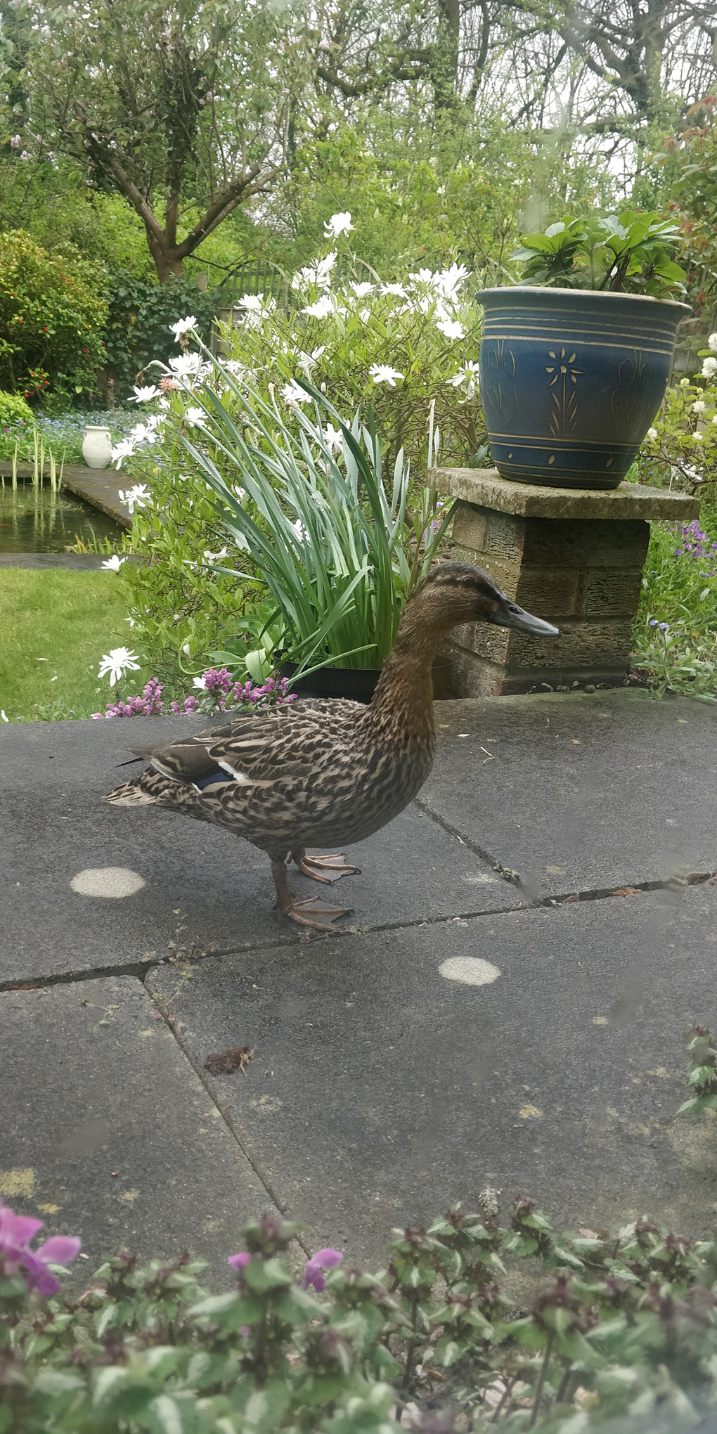 Female mallard in garden