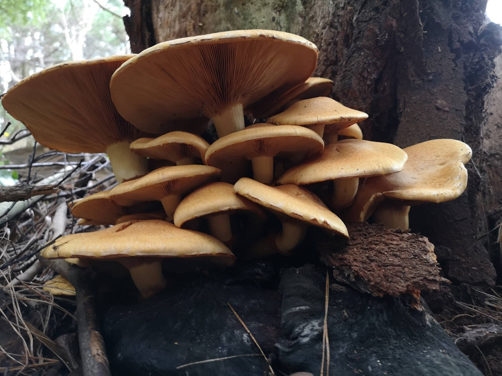 Sprouting funghi heads at the base of a tree.