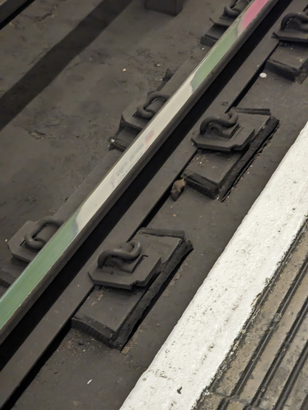 Mouse running around the rails of the London Underground.