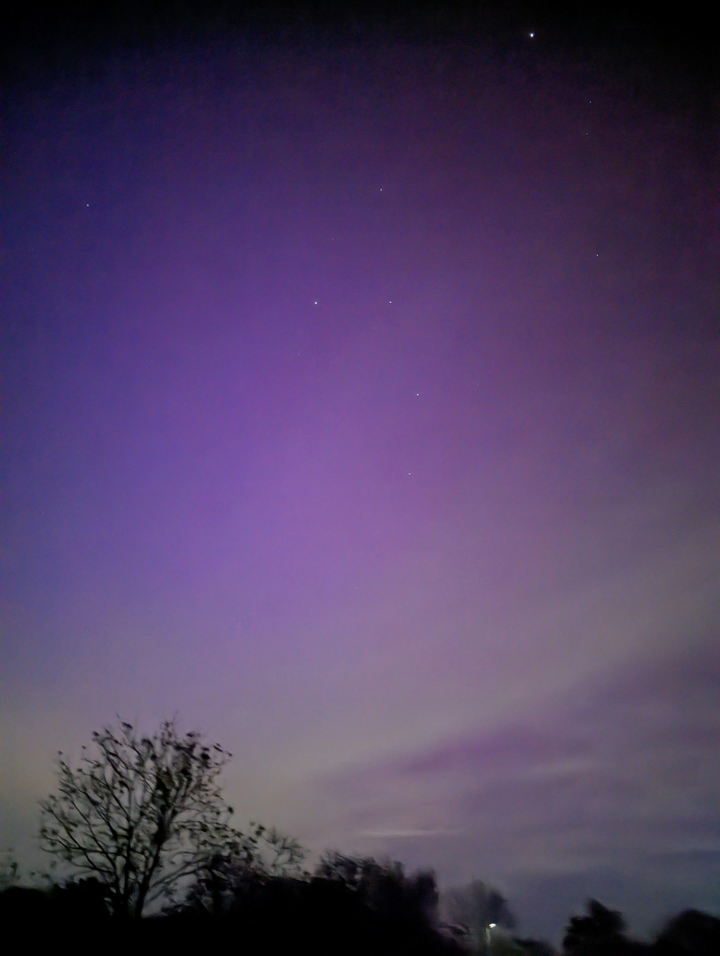 A purple hue over a silhouette of a tree. The northern lights