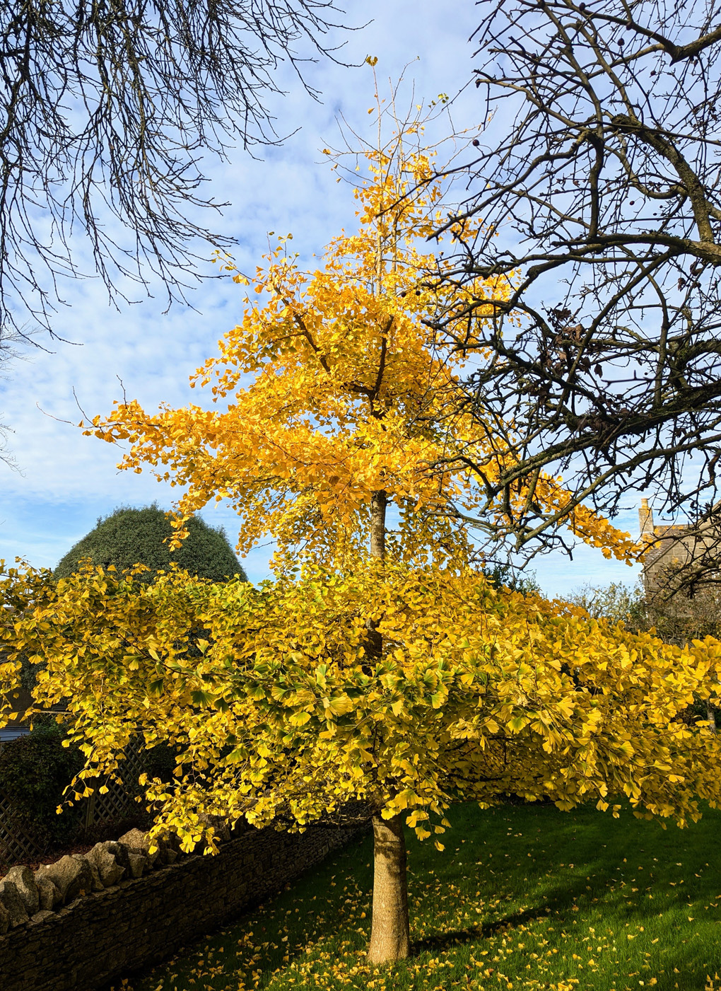 Gingko Tree in its Autumnal yellow foliage.