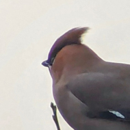 Waxwings in a Hawthorn tree.