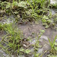 Patches of frozen water on a grassy field, with air bubbles under the ice