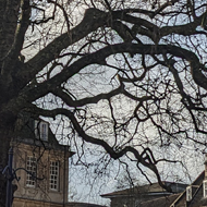 A large tree in the center of a square, branches bare in the winter sun