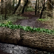 A huge fallen tree at the end of my road with the roots ripped up across a muddy path through the copse.