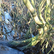 An icy stream running through a lovely old wood is caressed by some sunlight melting the ice . The water is really a dark tea colour but in the photo the deep blue sky makes the water appear blue in the reflection - good contrast to the old bare trees covered in soft green algae.