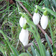A small clump of snowdrops in the grass