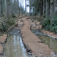 Forest track