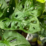 Large leaves with holes in them