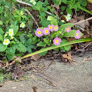 Green grass in the top with spring flowers. An old electric pole is diagonally across the picture, half of the yellow safety sign showing. The bottom third is grey/purple slate chips.