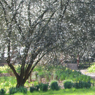 Early blossom and emerging leaves caught in a momentary splash of sunlight