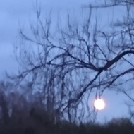 I tried to photograph a Blood Moon but the colour of the moon did not show. The sky is a dark blue and the trees look creepy, silhouetted against the sky with a really low moon peering through an overhanging branch touching the ground.