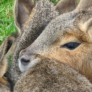 Group of Patagonian Maras cuddling together