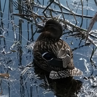 A pair of ducks, nestled in the reeds on the canal, clouds and sky reflected in the water.