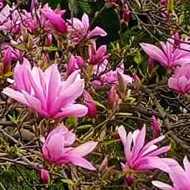 Magnolia in bloom, spring