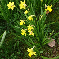 Image shows a windy path skirting a large lawn flanked by a whole host of Tete a Tete Daffodils, looking glorious in the bright sunshine - a rare sight these days!