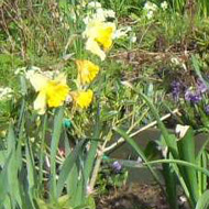 Spring flowers in a abandoned vegetable garden