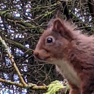 Red Squirrel