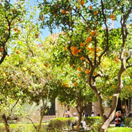 Two large and ornate doors are open, leading to a courtyard full of orange trees.