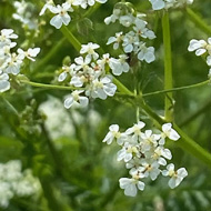 Close-up of small white wildflowers with grass in the background