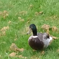 Ducks on recently cut grass approach the camera.