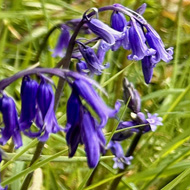 Verge of wildflowers comprising mostly of native bluebells