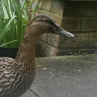 Female mallard in garden