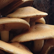 Sprouting funghi heads at the base of a tree.