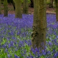 A view between trees of a bluebell carpet.