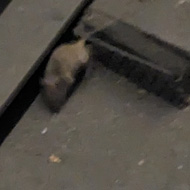 Mouse running around the rails of the London Underground.