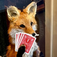 New Orleans Card Sharks