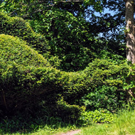 Hedging cut into the shape of a dragon.