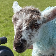 Rescued lamb