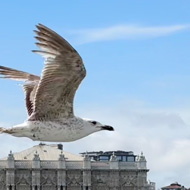Dolmabahçe Palace in Istanbul seen from the waterside on the Bosphorus. Seagull in foreground just above palace with wings raised. Positioning and distance makes it appear gigantic in relation to palace.