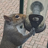 View through glass door of a squirrel sat on a balcony attempting to get food out of a bird feeder