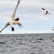 Gannets diving for fish of the coast of Shetland.