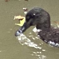 A brown duck swimming in the canal, followed by three ducklings