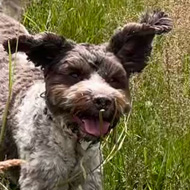 A small brown and white dog running through tall grass