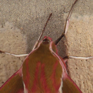 Warm summer nights can lead to interesting visitors, especially if the porch windows are left open. Named after the odd caterpillar characteristics.