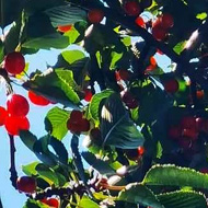 Cherry tree with cherries