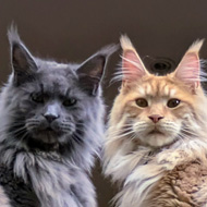 Two maine coone cats in a window ledge looking out.